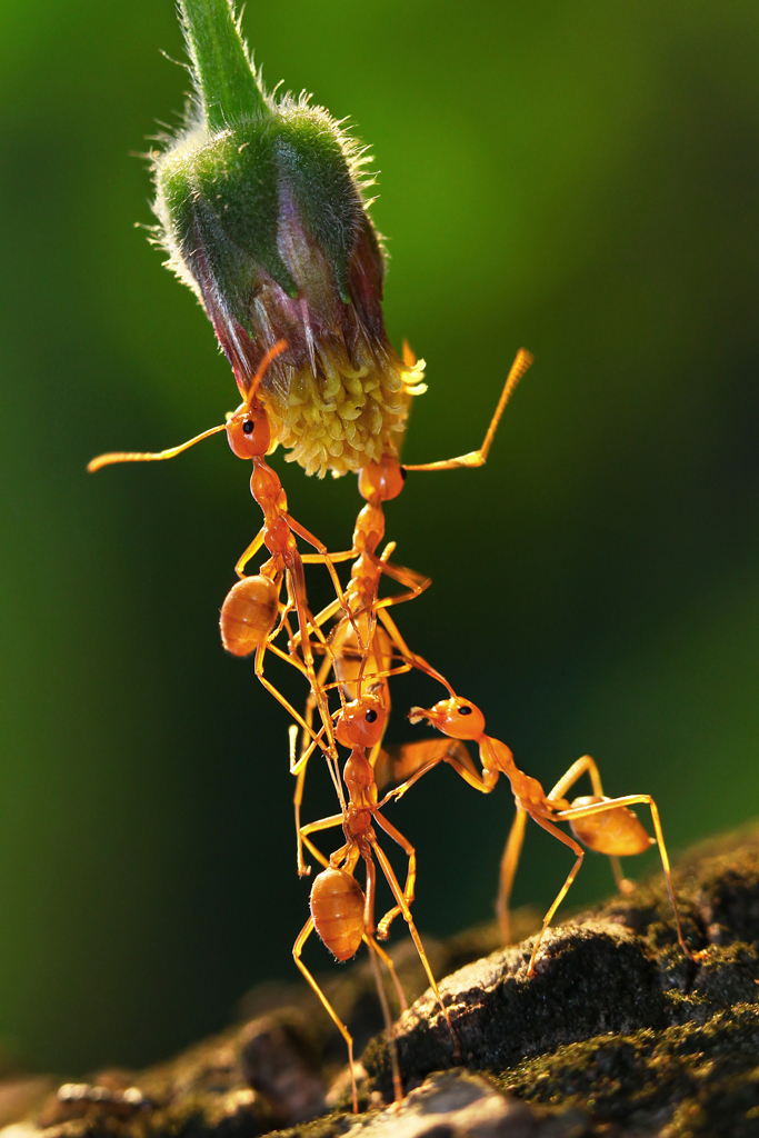Ants