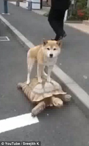 Lazy Dog
